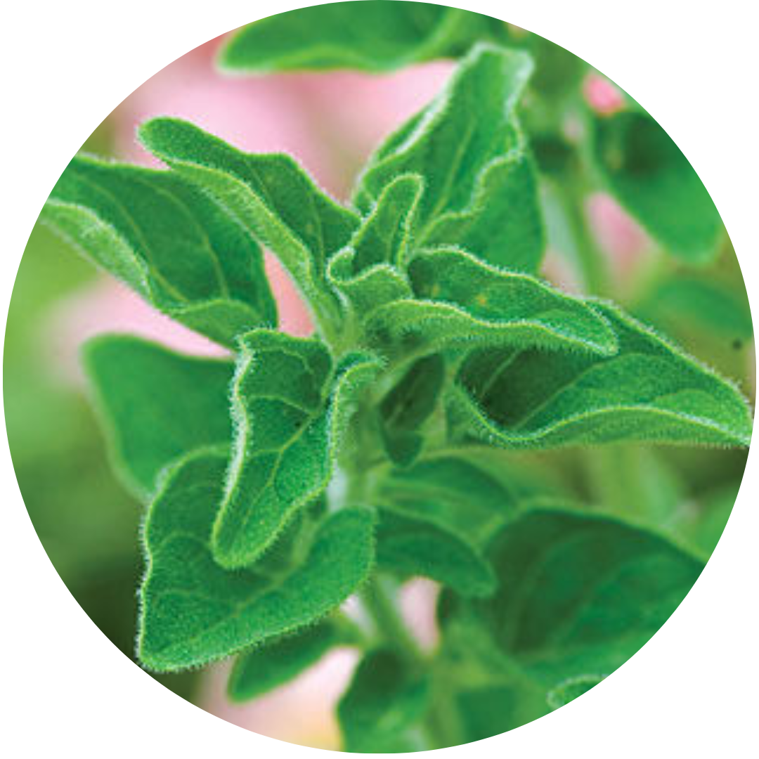 Greek Oregano (Herb)