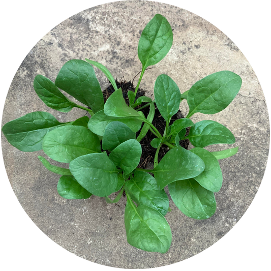 Oriental Giant Spinach