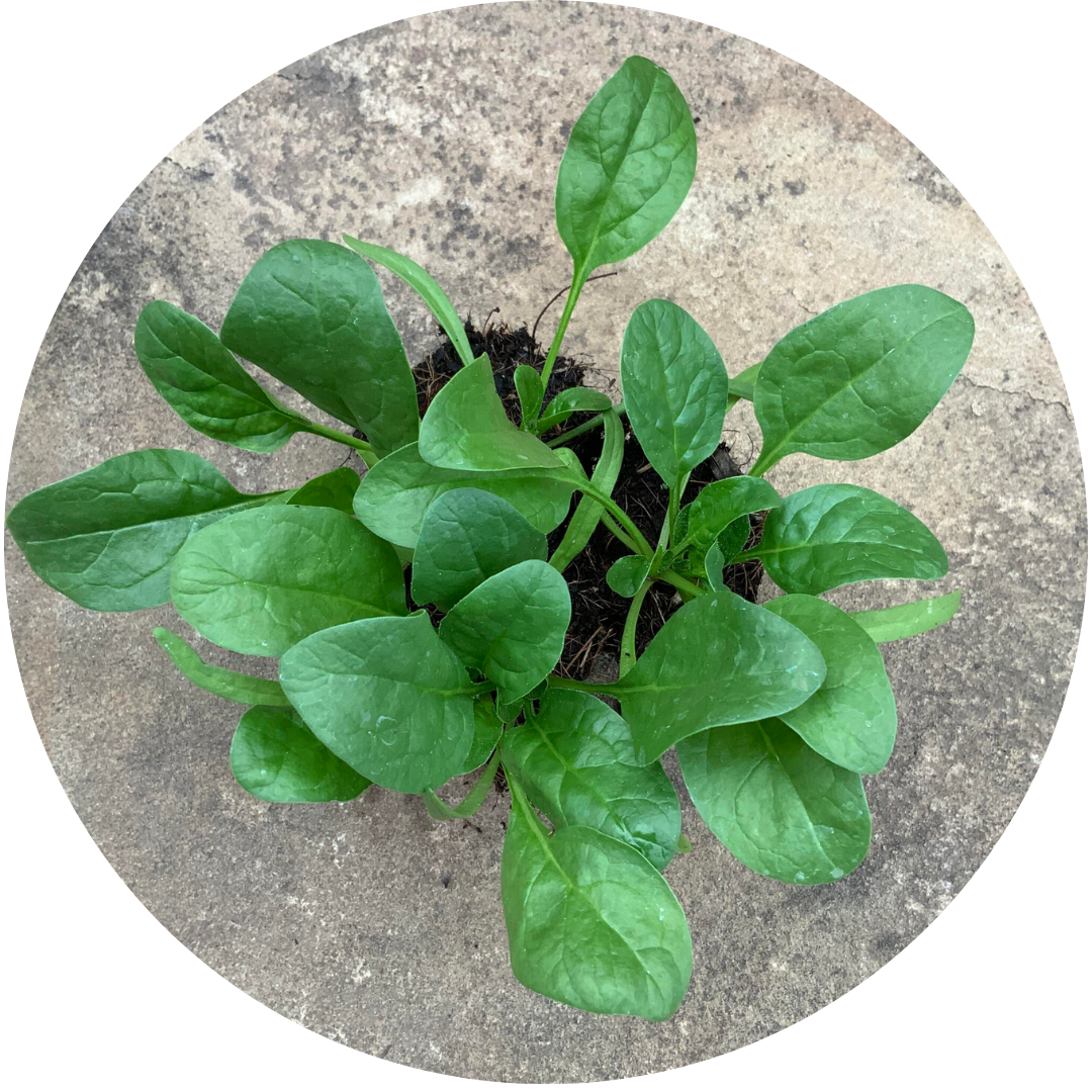 Oriental Giant Spinach (Leafy Green)