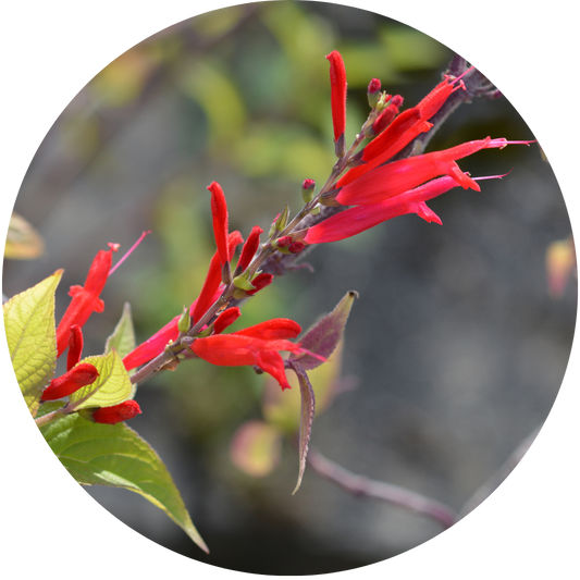 Pineapple Sage