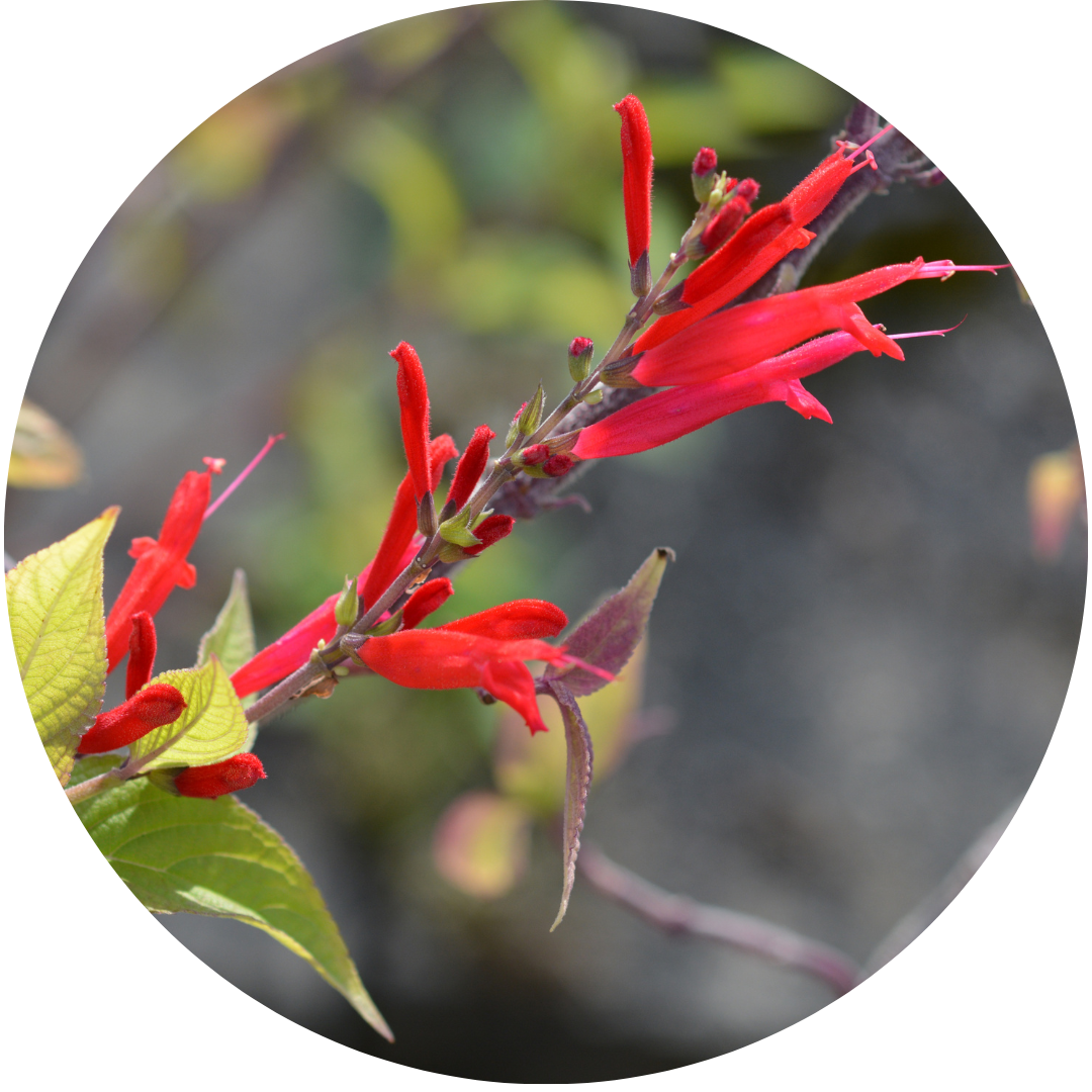 Pineapple Sage (Herb)