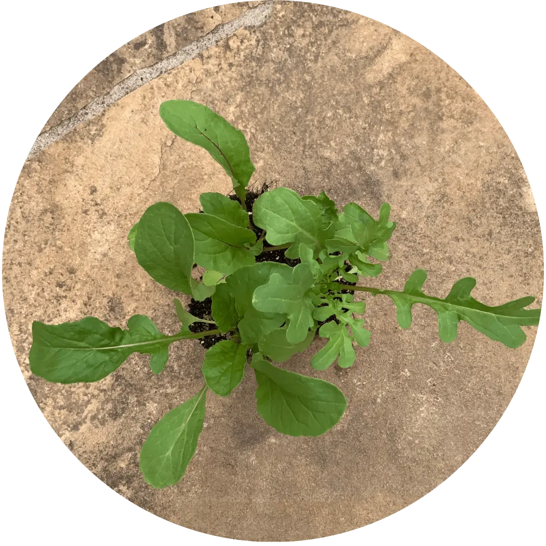 Roquette Arugula
