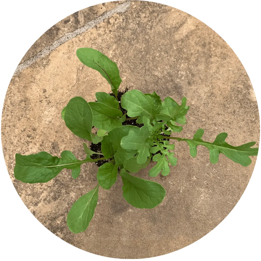 Roquette Arugula