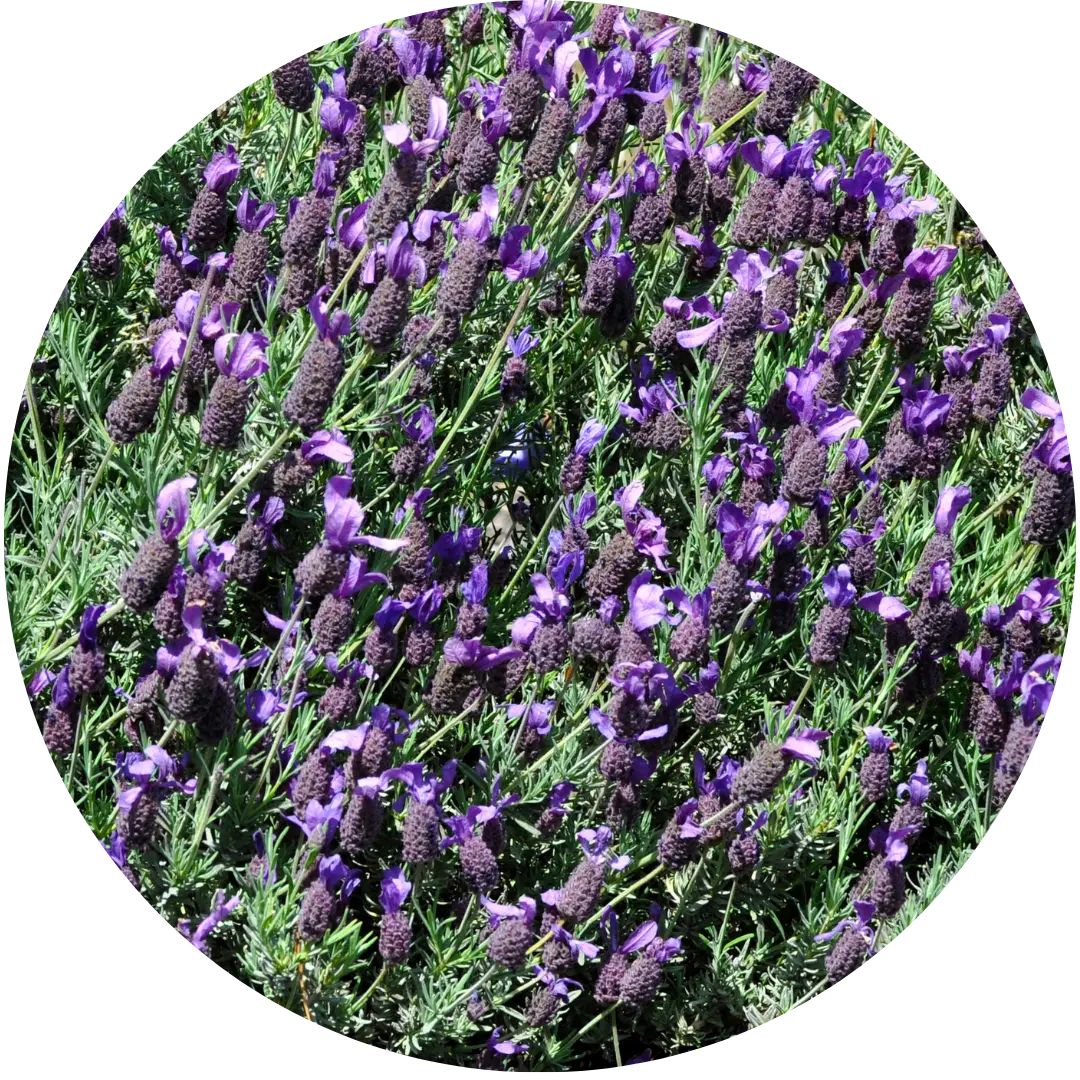 Spanish Lavender (Herb)