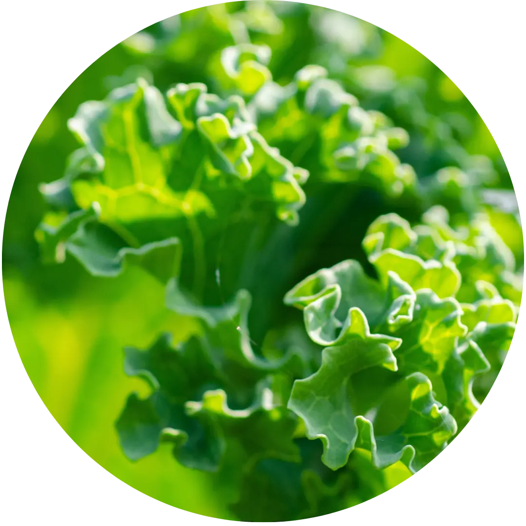 Sutherland Kale