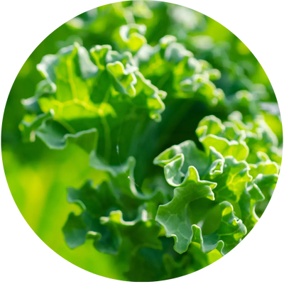 Sutherland Kale