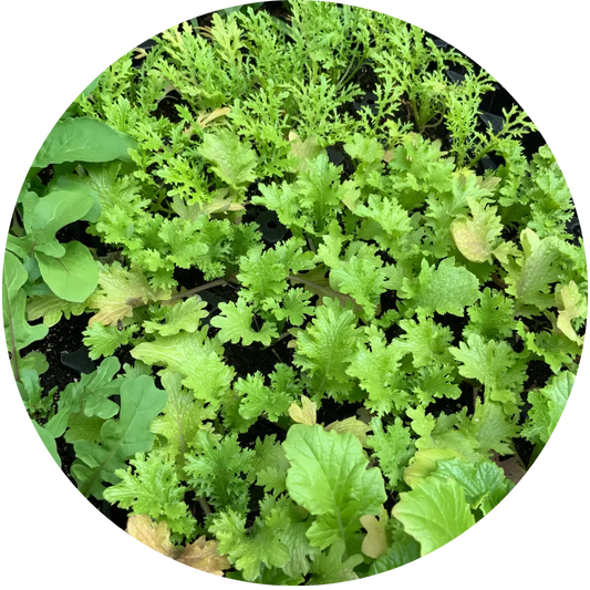 Wasabina Mustard