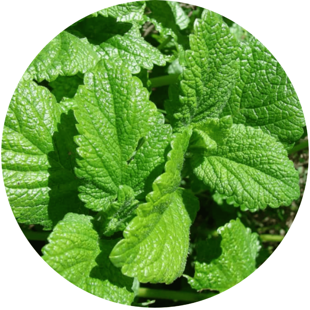 Lemon Balm