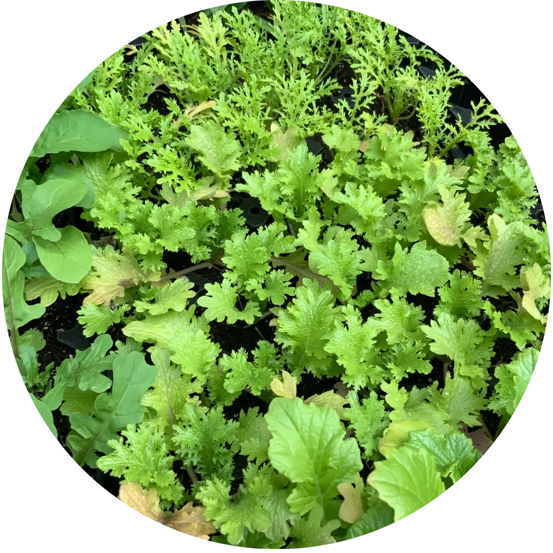 Wasabina Mustard(Leafy Green)