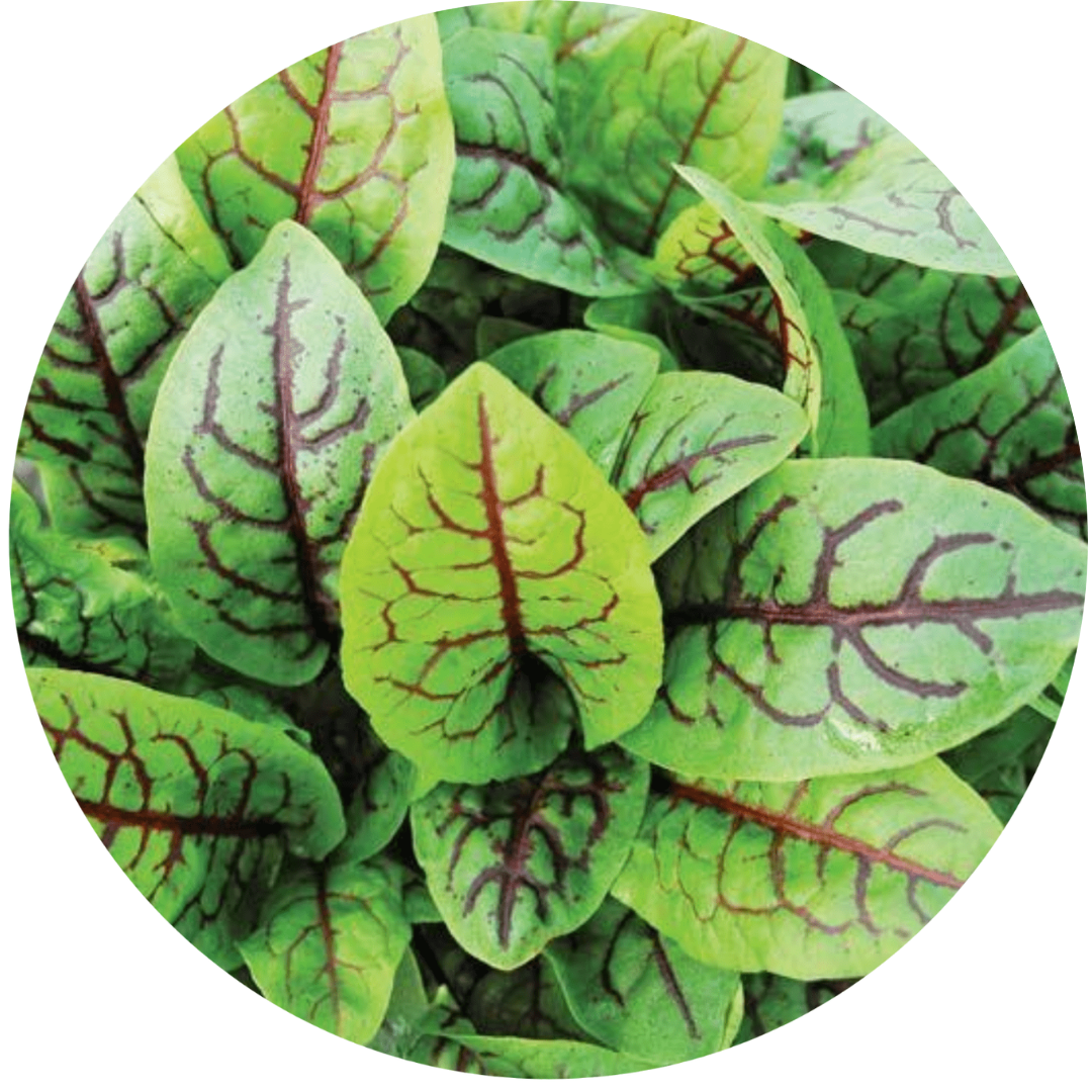 Sorrel