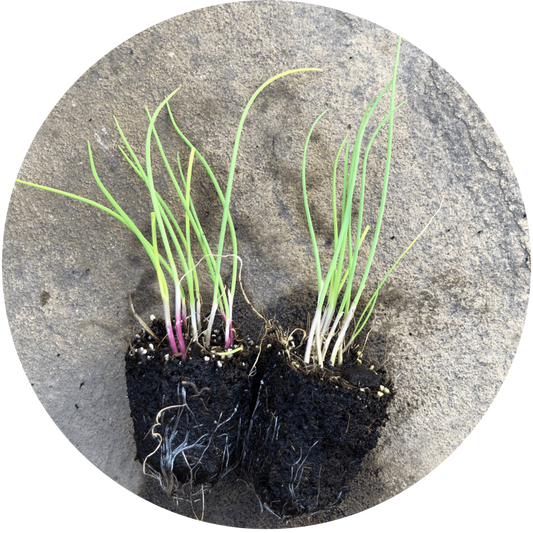 Lilia Scallions