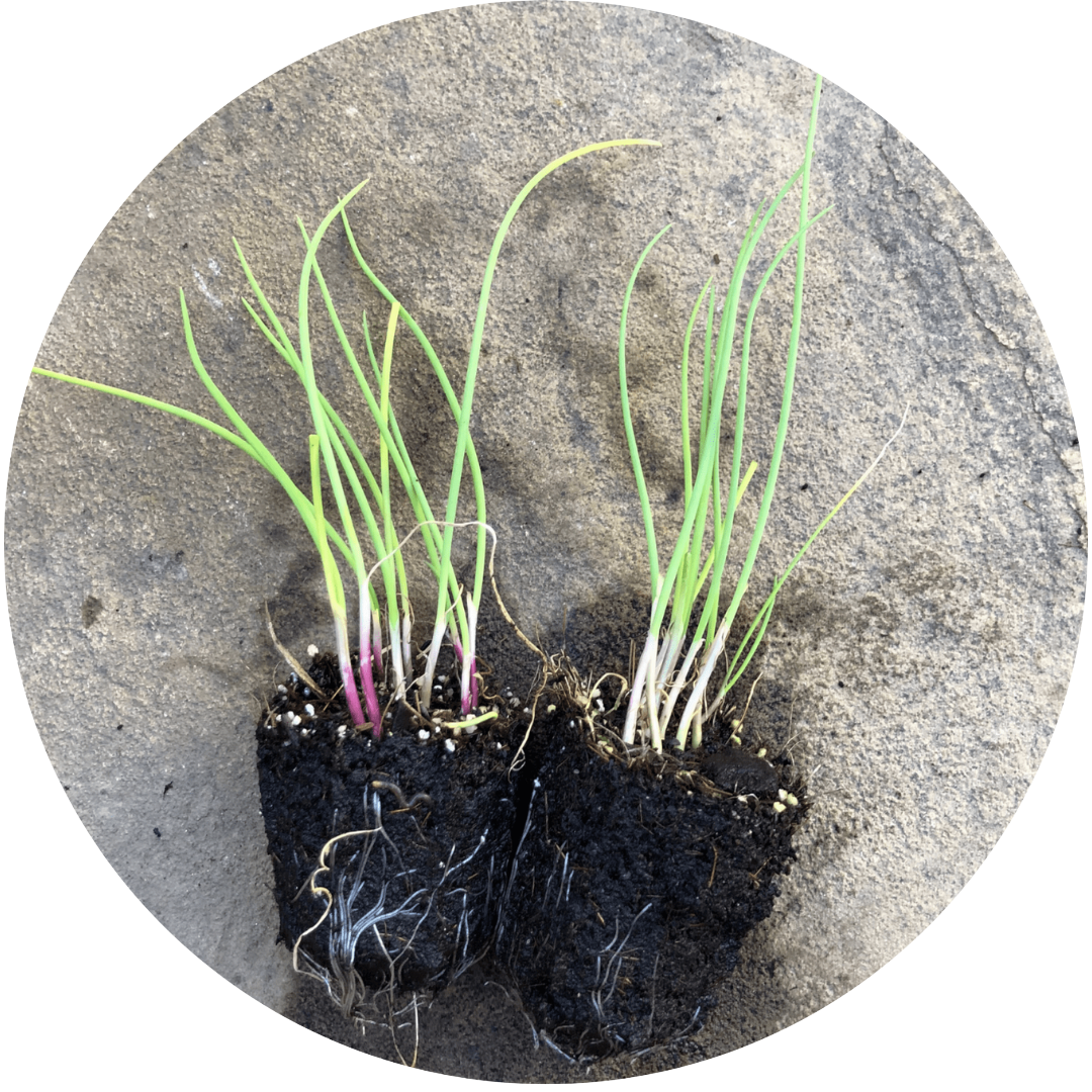 Lilia Scallions