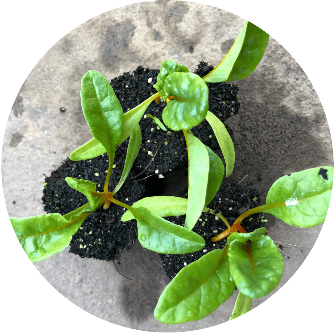 Bright Lights Swiss Chard (Leafy Green)