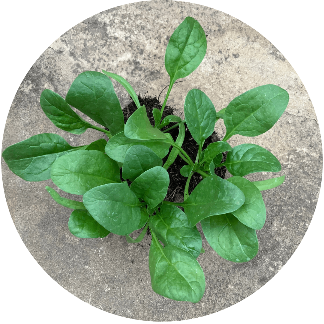 Okame Spinach