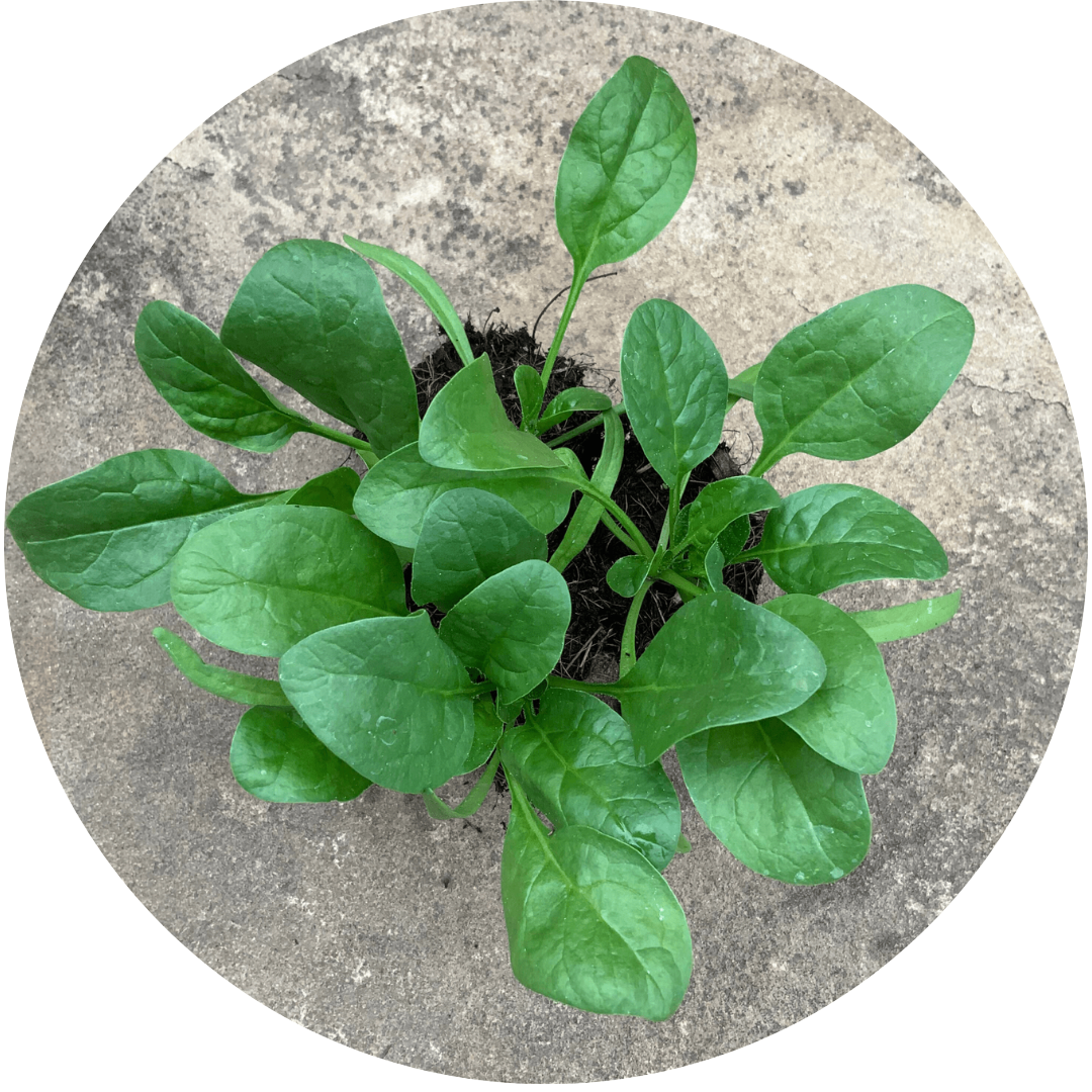 Okame Spinach (Leafy Green)