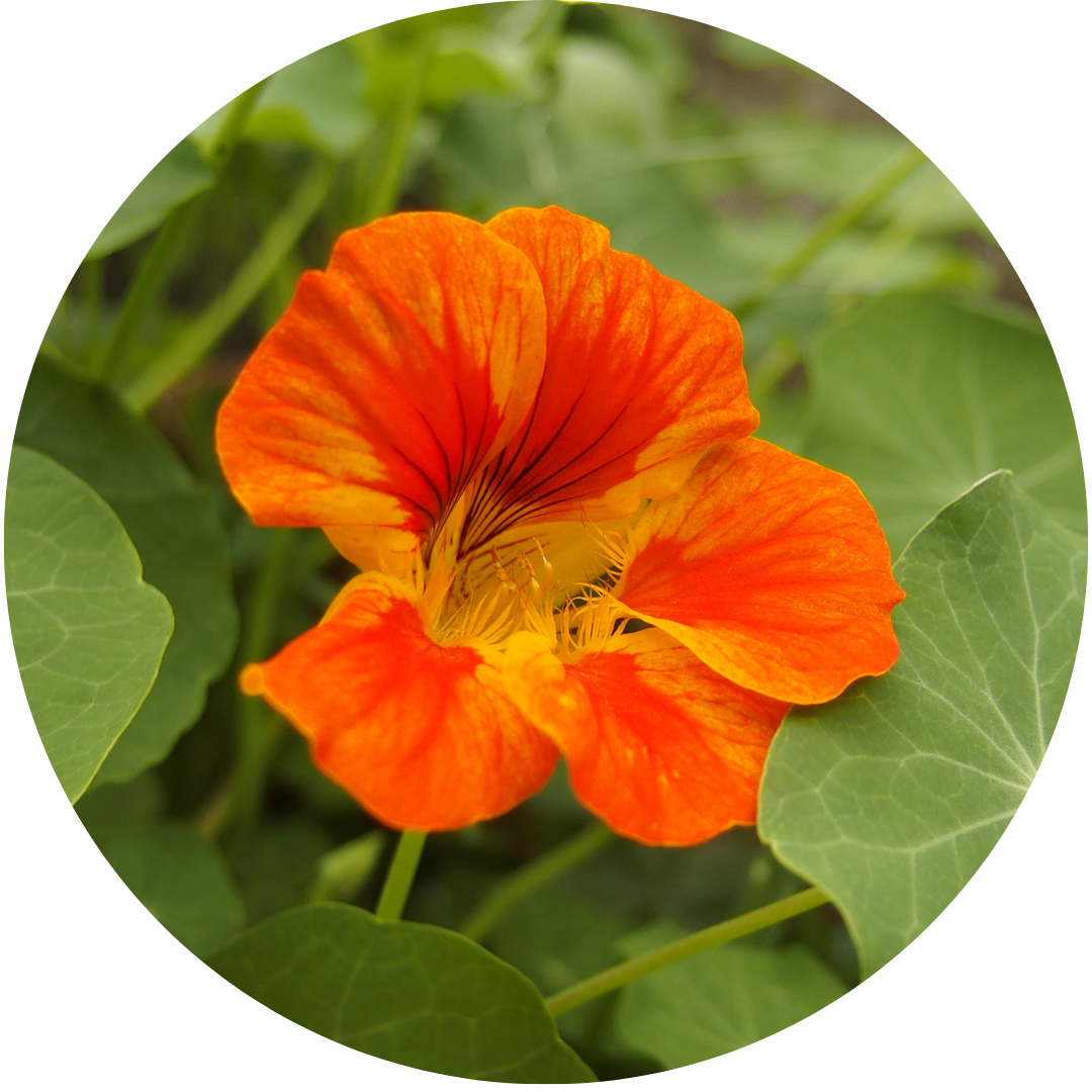 Alaska Variegated Nasturtium (Floral)